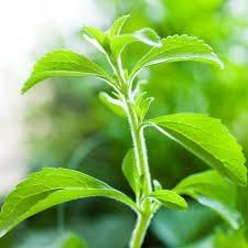 Herb Seeds,Garden seeds, Seeds For Planting,Plant Seeds