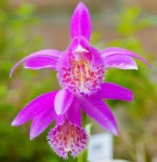 Flower Seeds, Seeds,Seeds For Planting,Plant Seeds