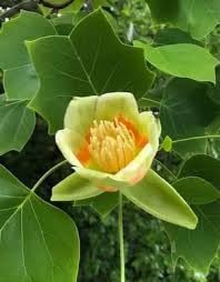 Flower Seeds, Seeds,Seeds For Planting,Plant Seeds