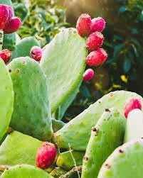 Fruit Seeds,Garden seeds, Seeds For Planting,Plant Seeds