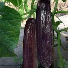Vegetable Seeds,Garden seeds, Seeds For Planting,Plant Seeds