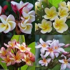 Flower Seeds, Seeds,Seeds For Planting,Plant Seeds