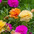 Portulaca Grandiflora Flower Seeds for Planting – Heirloom, Non-GMO, High Germination Garden Seeds