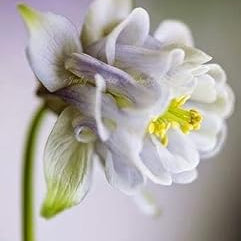 Flower Seeds, Seeds,Seeds For Planting,Plant Seeds