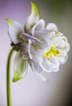 Flower Seeds, Seeds,Seeds For Planting,Plant Seeds