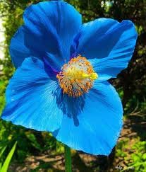 Flower Seeds, Seeds,Seeds For Planting,Plant Seeds