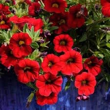 Flower Seeds, Seeds,Seeds For Planting,Plant Seeds