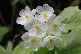 Flower Seeds, Seeds,Seeds For Planting,Plant Seeds