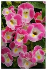 Flower Seeds, Seeds,Seeds For Planting,Plant Seeds