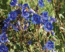 Flower Seeds, Seeds,Seeds For Planting,Plant Seeds