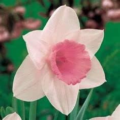 Flower Seeds, Seeds,Seeds For Planting,Plant Seeds
