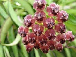Flower Seeds, Seeds,Seeds For Planting,Plant Seeds