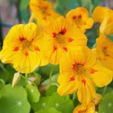 Flower Seeds, Seeds,Seeds For Planting,Plant Seeds