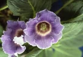 Flower Seeds, Seeds,Seeds For Planting,Plant Seeds