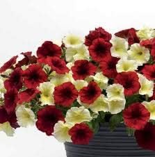 Flower Seeds, Seeds,Seeds For Planting,Plant Seeds