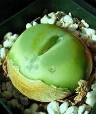 Flower Seeds, Seeds,Seeds For Planting,Plant Seeds