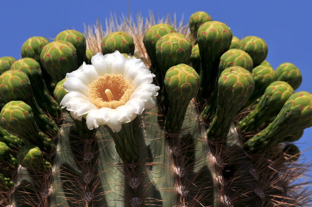 Green Saguaro Flower Seeds for Planting – Heirloom & Non-GMO Garden Seeds