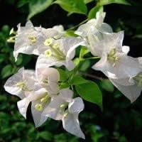 Flower Seeds, Seeds,Seeds For Planting,Plant Seeds