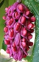 Flower Seeds, Seeds,Seeds For Planting,Plant Seeds