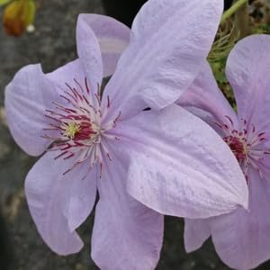 Flower Seeds, Seeds,Seeds For Planting,Plant Seeds