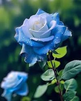 Blue White Rose Flower Seeds for Garden – Heirloom, Non-GMO, Wildflower Mix, High Germination