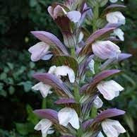 Flower Seeds, Seeds,Seeds For Planting,Plant Seeds