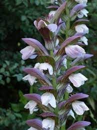Flower Seeds, Seeds,Seeds For Planting,Plant Seeds