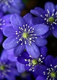Flower Seeds, Seeds,Seeds For Planting,Plant Seeds