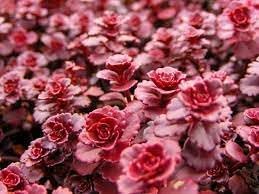 Flower Seeds, Seeds,Seeds For Planting,Plant Seeds