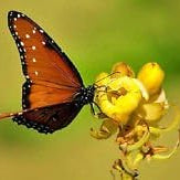 Flower Seeds, Seeds,Seeds For Planting,Plant Seeds