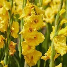 Flower Seeds, Seeds,Seeds For Planting,Plant Seeds