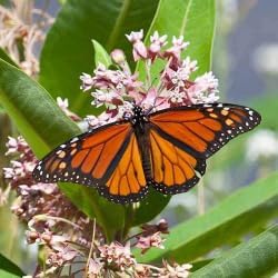 Flower Seeds, Seeds,Seeds For Planting,Plant Seeds