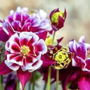 Flower Seeds, Seeds,Seeds For Planting,Plant Seeds