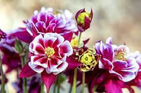Flower Seeds, Seeds,Seeds For Planting,Plant Seeds