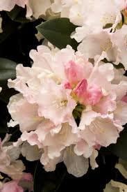Flower Seeds, Seeds,Seeds For Planting,Plant Seeds