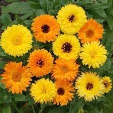 Flower Seeds, Seeds,Seeds For Planting,Plant Seeds