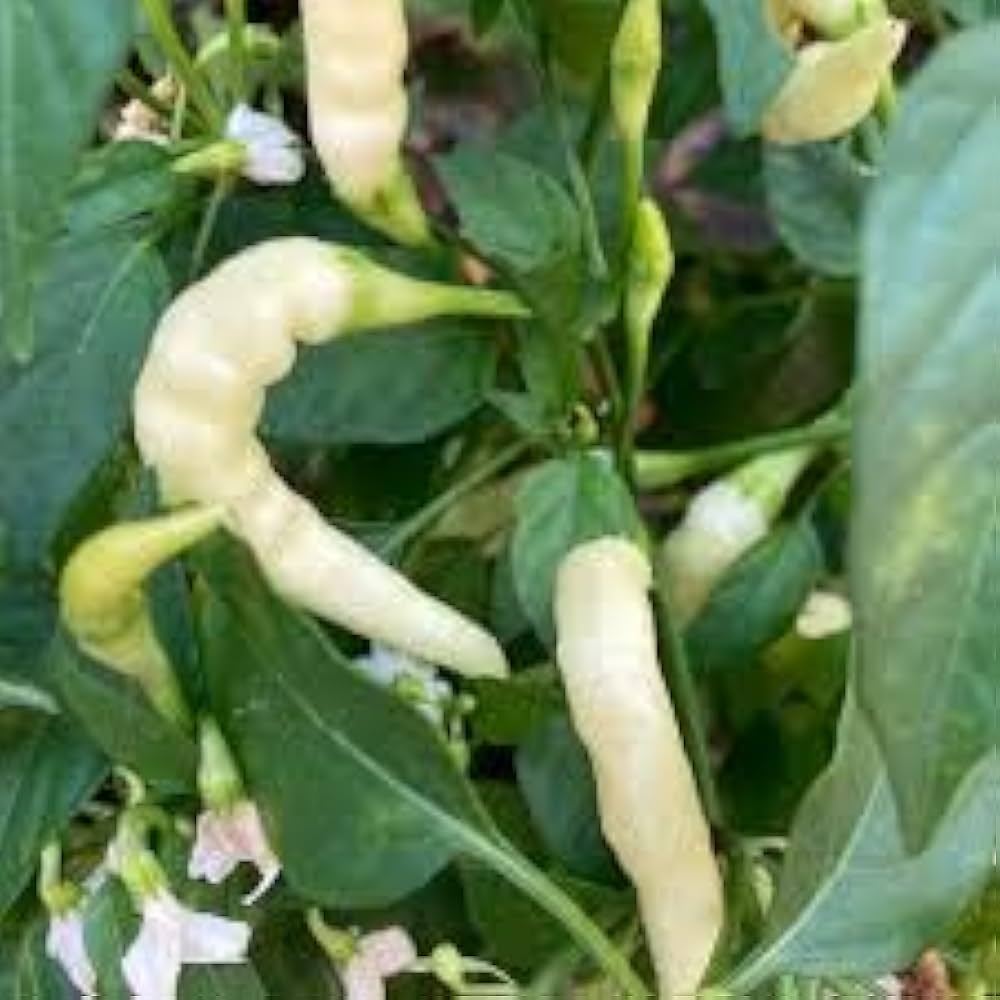 Hungarian Cecei Sweet Pepper Seeds for Planting – Heirloom, Non-GMO, Mild Organic Garden Seeds with High Germination