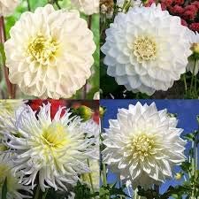 Flower Seeds, Seeds,Seeds For Planting,Plant Seeds