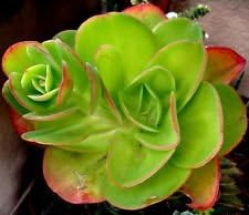 Flower Seeds, Seeds,Seeds For Planting,Plant Seeds