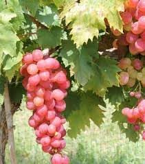 Fruit Seeds,Garden seeds, Seeds For Planting,Plant Seeds
