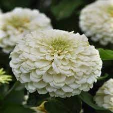 Flower Seeds, Seeds,Seeds For Planting,Plant Seeds