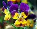 Jump Up Flower Seeds for Planting – Heirloom, Non-GMO, High Germination Organic Garden Seeds