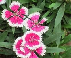 Flower Seeds, Seeds,Seeds For Planting,Plant Seeds