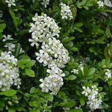 Flower Seeds, Seeds,Seeds For Planting,Plant Seeds