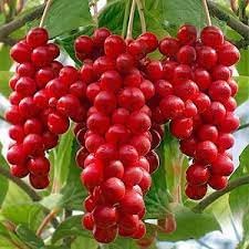 Fruit Seeds,Garden seeds, Seeds For Planting,Plant Seeds