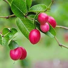 Fruit Seeds,Garden seeds, Seeds For Planting,Plant Seeds