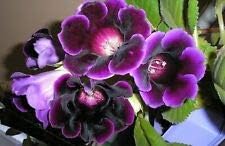 Flower Seeds, Seeds,Seeds For Planting,Plant Seeds