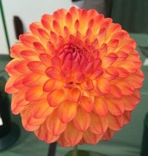 Flower Seeds, Seeds,Seeds For Planting,Plant Seeds