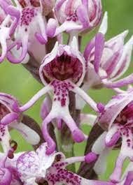 Monkey Face Purple Flower Seeds for Planting – Cottage Garden Essential, Heirloom, Non-GMO, High Germination Organic Garden Seeds