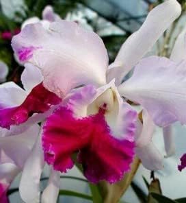 Flower Seeds, Seeds,Seeds For Planting,Plant Seeds